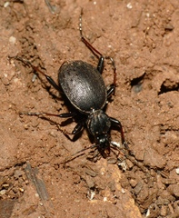 Cychrus attenuatus