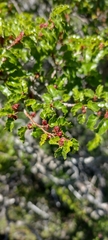 Nothofagus antarctica