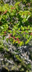 Nothofagus antarctica