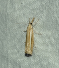 Agriphila selasella