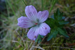 Geranium hayatanum