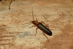 Nacerdes carniolica