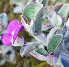 Podalyria hirsuta