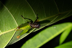 Lagarolampis amazonica