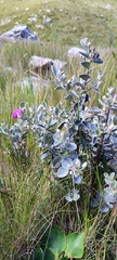 Podalyria hirsuta