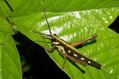 Aeolacris octomaculata