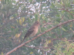 Brownish Elaenia photo 5