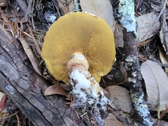 Suillus caerulescens