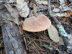 Suillus caerulescens
