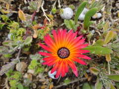 Cleretum bellidiforme