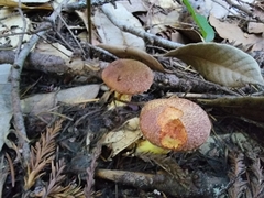 Suillus caerulescens