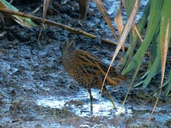 Porzana porzana