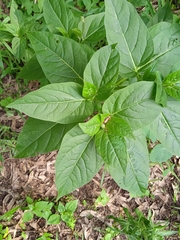 Thunbergia natalensis