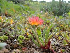 Cleretum bellidiforme