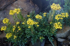 Barbarea