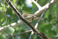 Phylloscopus trochiloides