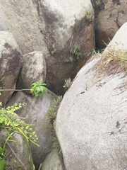 Brassavola nodosa