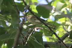 Phylloscopus trochiloides