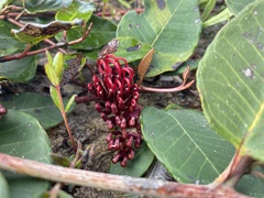 Grevillea laurifolia