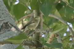 Phylloscopus trochiloides