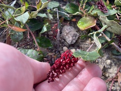 Grevillea laurifolia