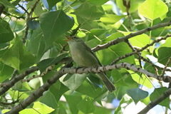 Phylloscopus trochiloides
