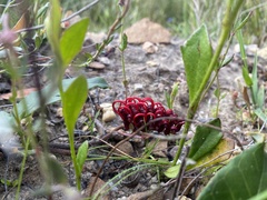Grevillea laurifolia