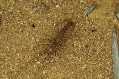 Allothereua maculata