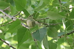 Phylloscopus trochiloides