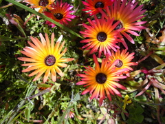 Cleretum bellidiforme