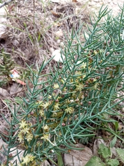 Asparagus horridus