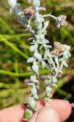 Helichrysum marifolium
