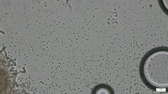 Stilbella