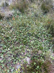 Grevillea laurifolia