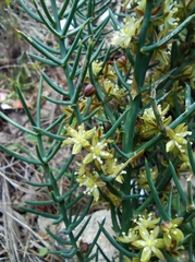 Asparagus horridus
