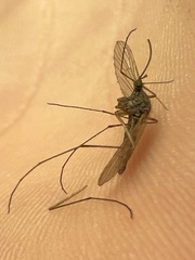 Culiseta inornata
