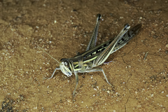 Austracris guttulosa