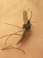 Culiseta inornata