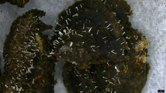 Stilbella