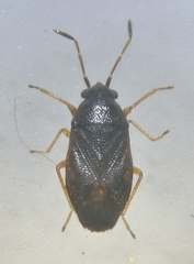 Stygnocoris