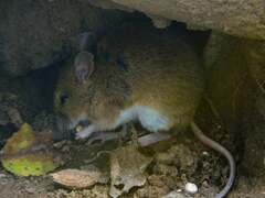 Apodemus sylvaticus