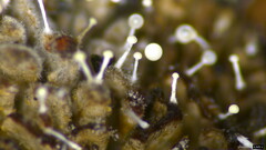 Stilbella