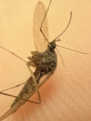 Culiseta inornata