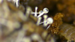 Stilbella