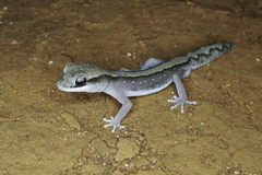 Diplodactylus vittatus