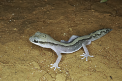 Diplodactylus vittatus