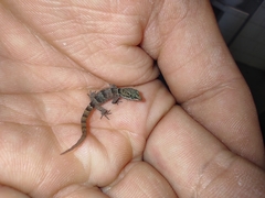 Gonatodes antillensis