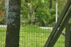 Mimus gilvus
