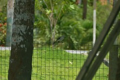 Mimus gilvus
