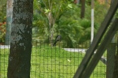 Mimus gilvus